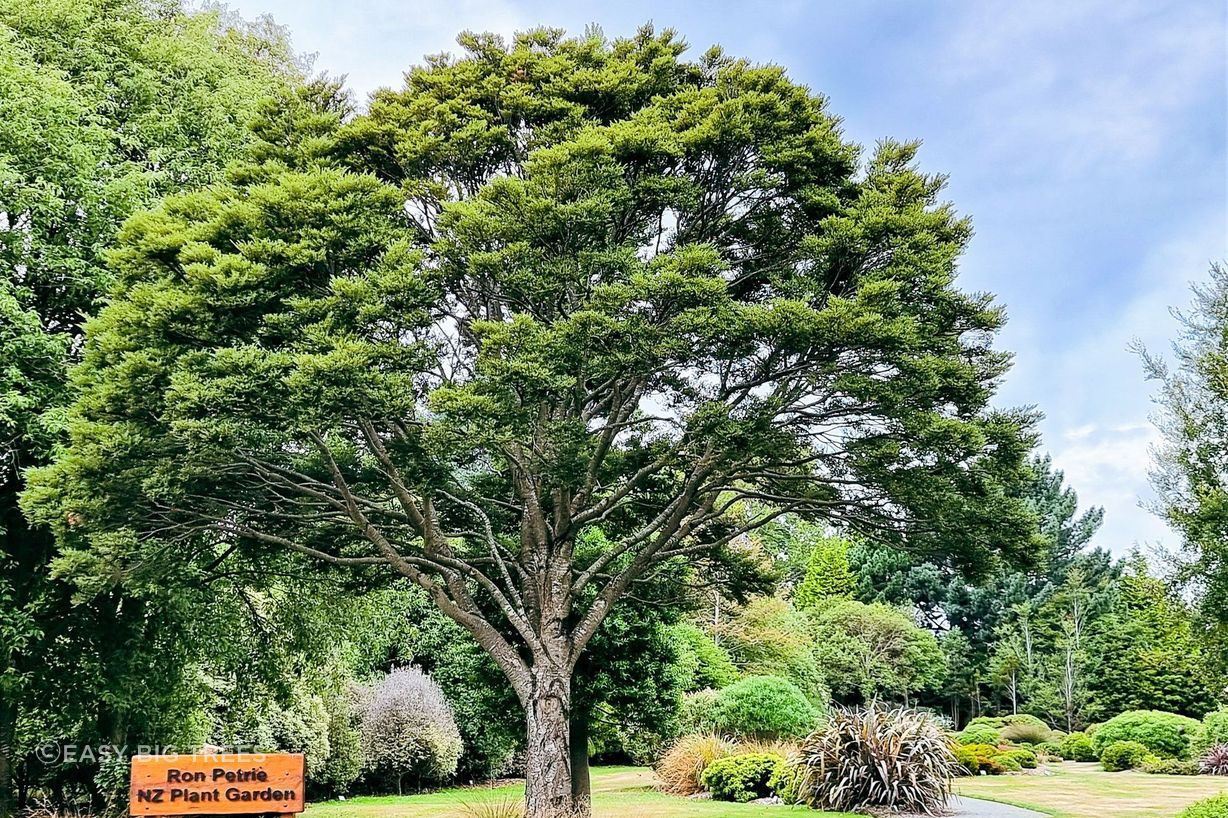 Nothofagus menziesii in Queens Park, Invercargill