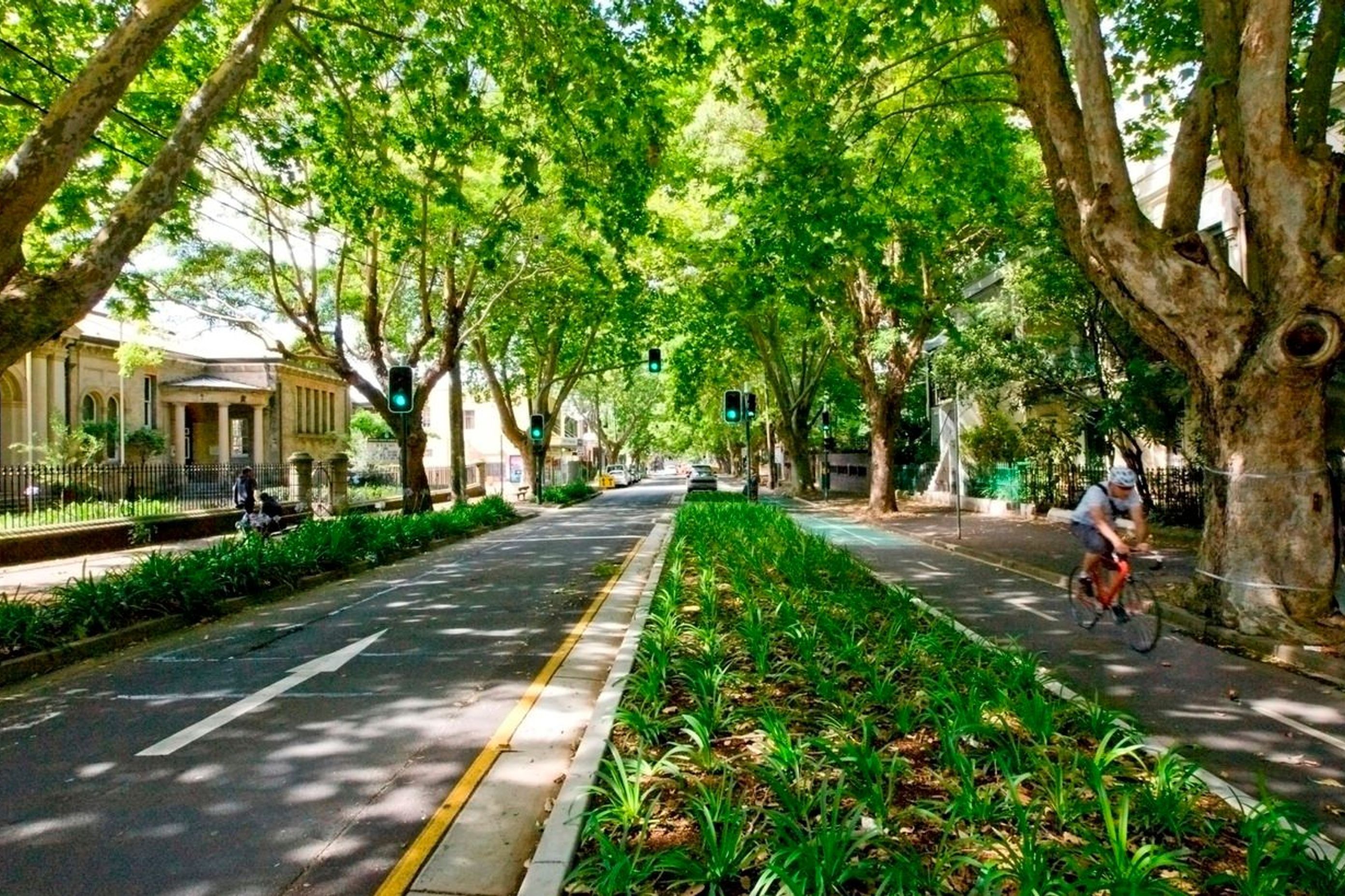 Tree Canopy