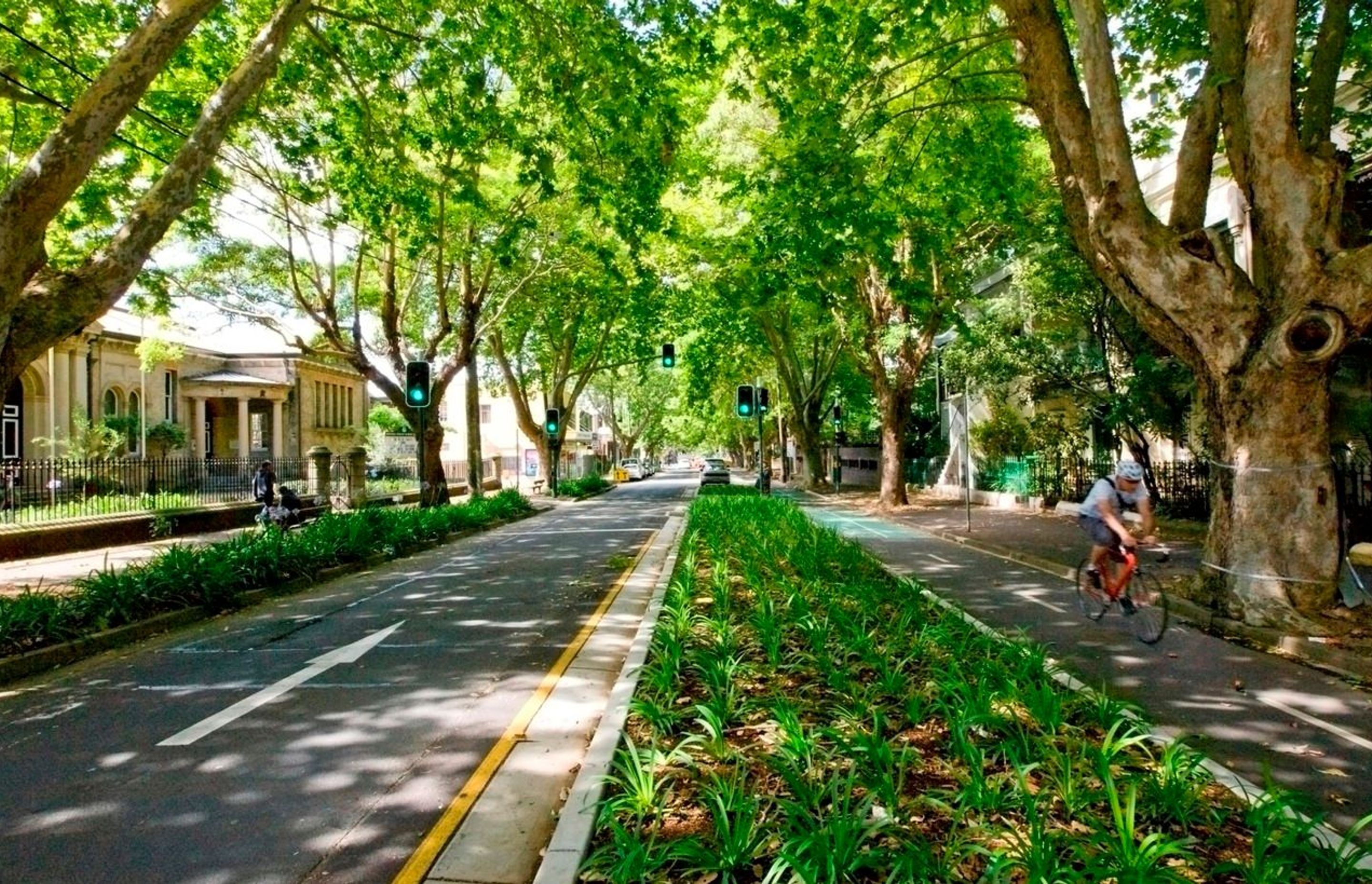 Tree Canopy