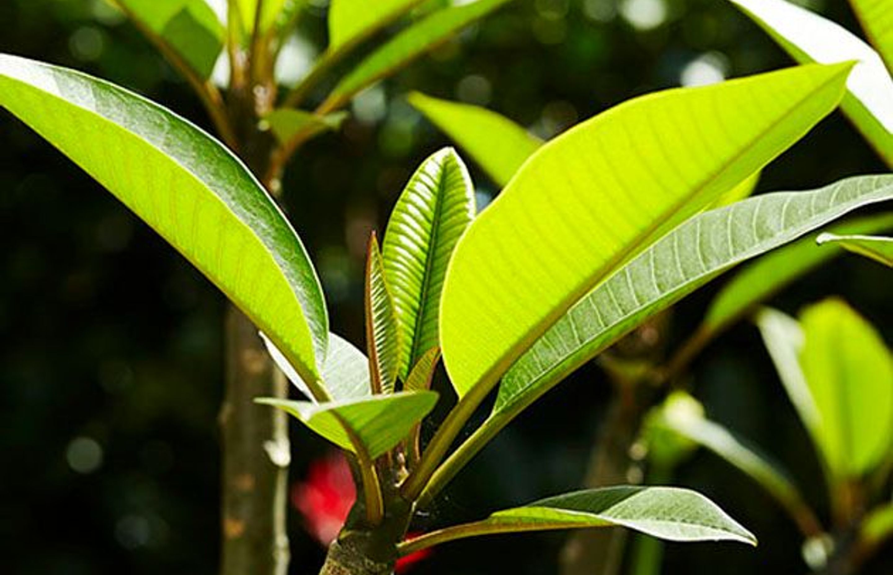How to care for your garden in summer