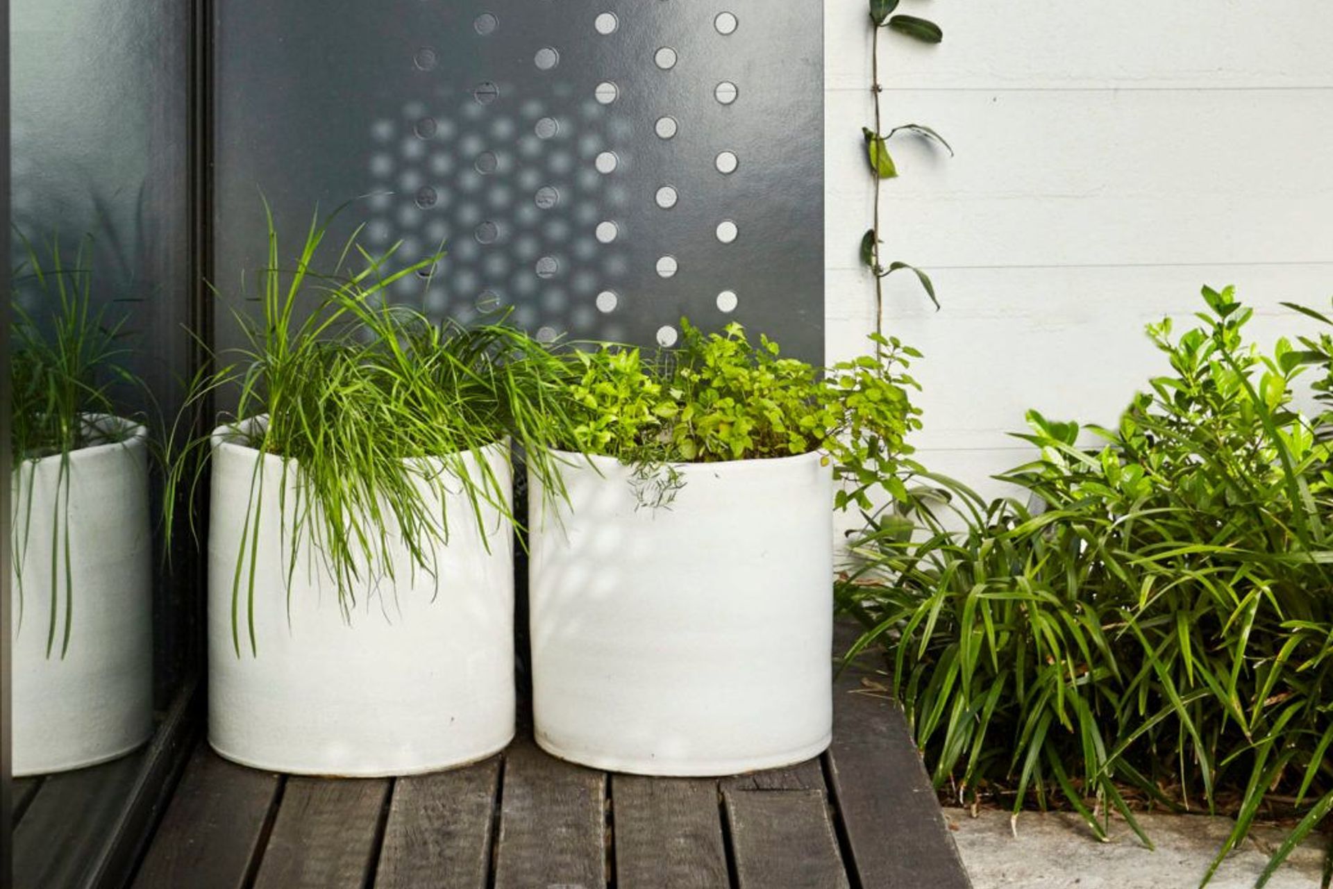 Pots by Robert Plumb brimming with Allium schoenoprasum (Chives) and Origanum vulgare (Oregano) – the McMahons Point garden – Pepo Botanic Design.