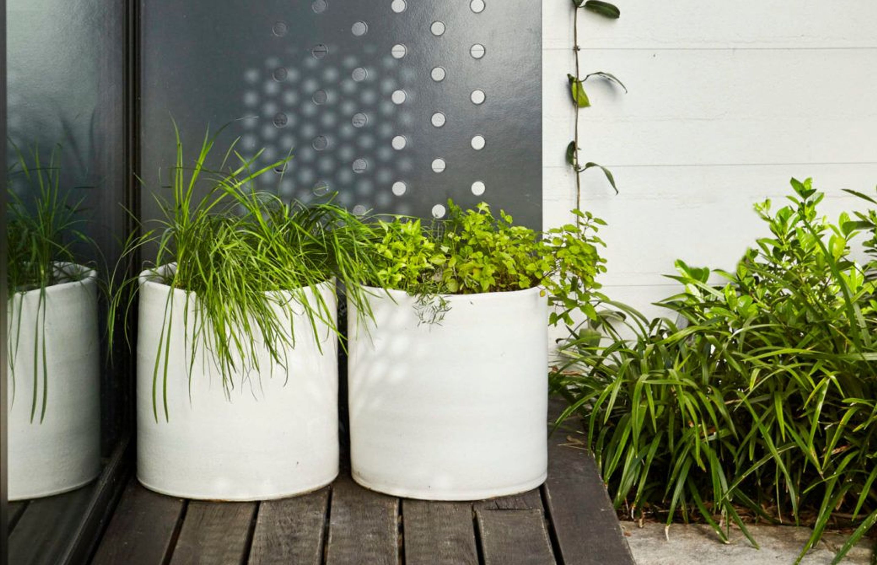 Pots by Robert Plumb brimming with Allium schoenoprasum (Chives) and Origanum vulgare (Oregano) – the McMahons Point garden – Pepo Botanic Design.