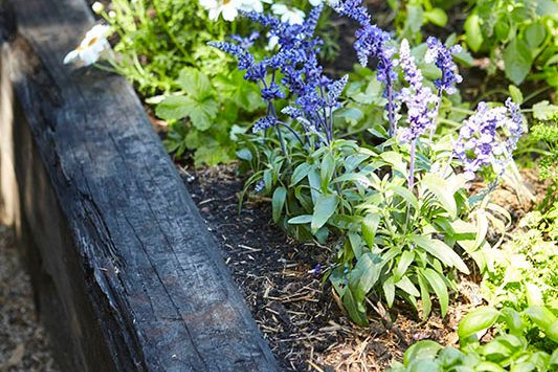 Annual flowering plants like Salvia officinalis (Sage) produce edible flowers and attract bees and insects to assist with pollination – the Marrickville garden – Pepo Botanic Design.