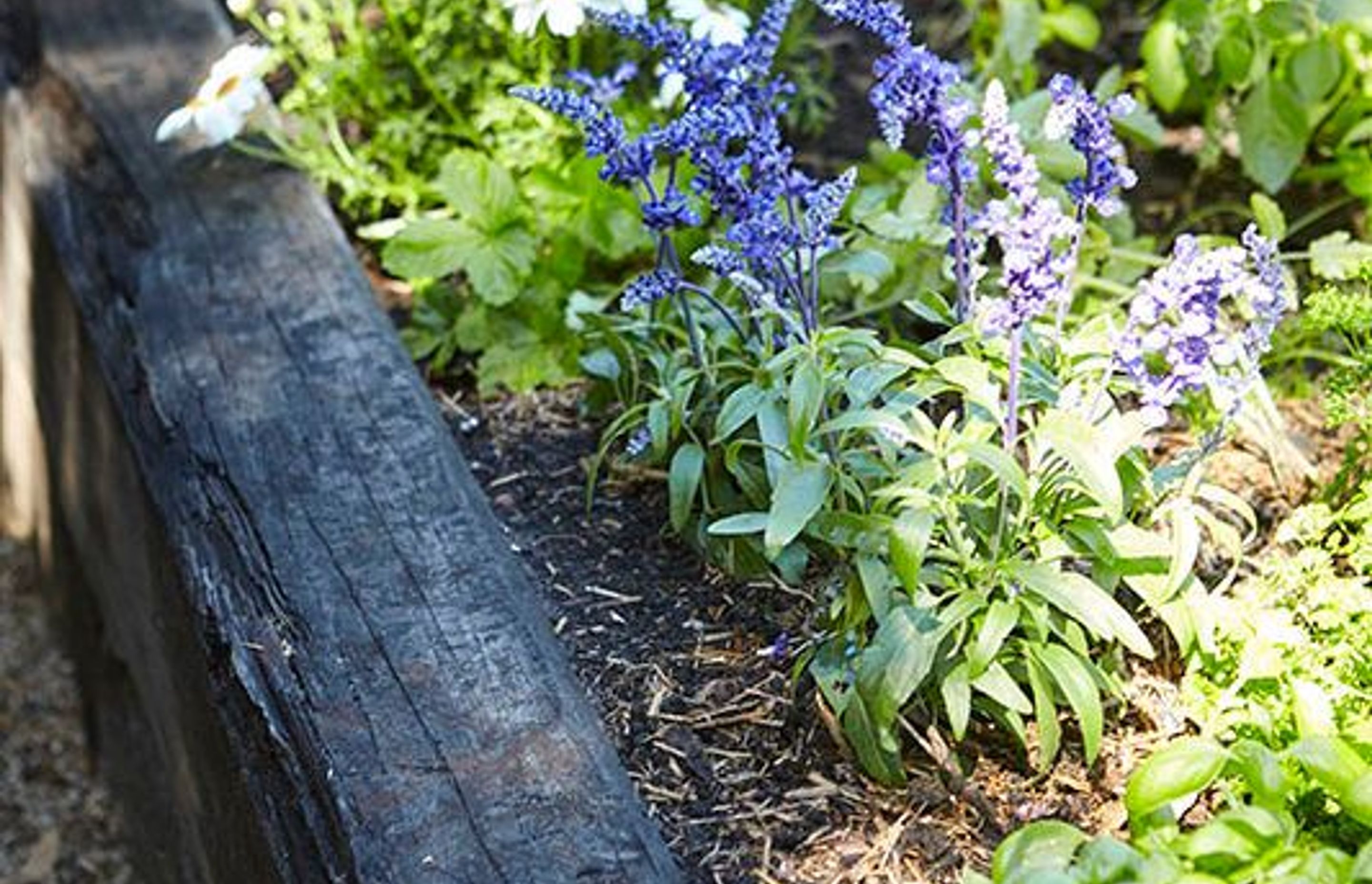 Annual flowering plants like Salvia officinalis (Sage) produce edible flowers and attract bees and insects to assist with pollination – the Marrickville garden – Pepo Botanic Design.