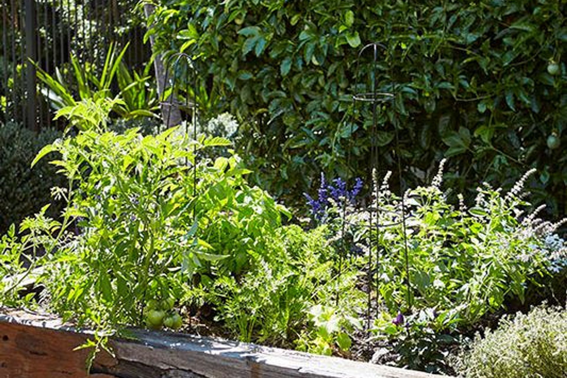 A mix of complementary herbs displaying varying colours and textures – the Marrickville garden – Pepo Botanic Design.