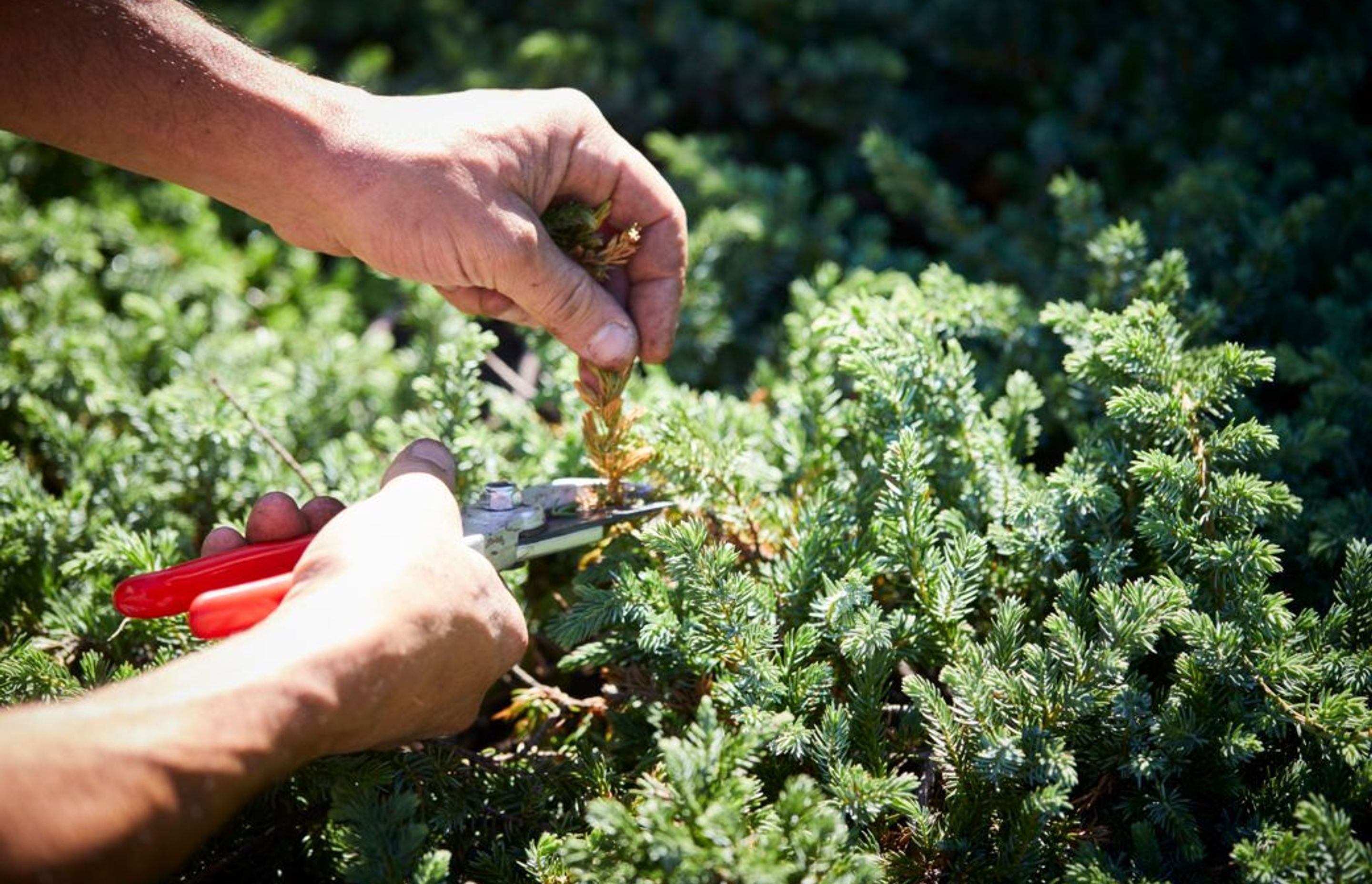 Gardening during Isolation