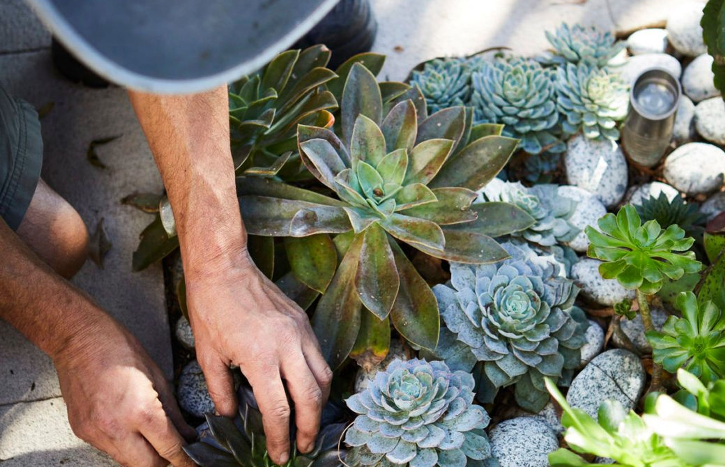 Gardening during Isolation