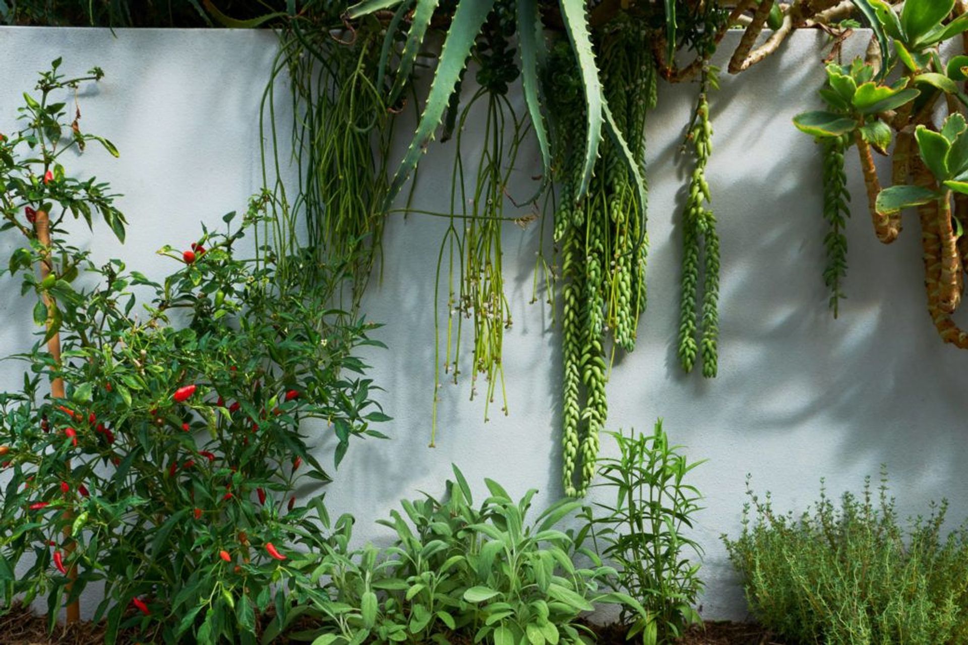 Siling labuyo (Chillies), Salvia officinalis (Sage), Artemisia dracunculus (Tarragon) and Thymus vulgaris (Thyme) married beautifully with a wall of succulents –  the Maroubra garden – Pepo Botanic Design.