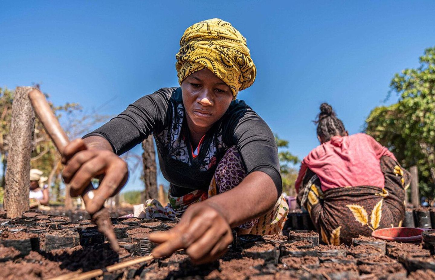 Rimba Raya Peatlands Conservation in Indonesia