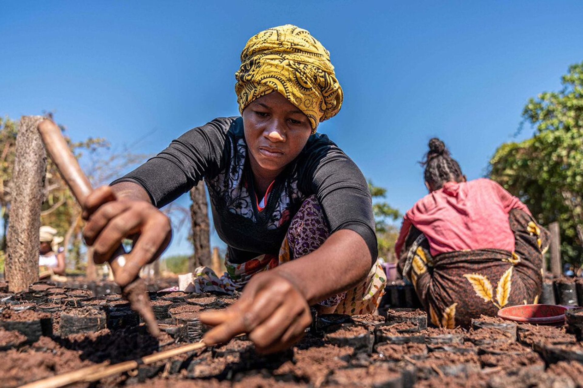 Rimba Raya Peatlands Conservation in Indonesia