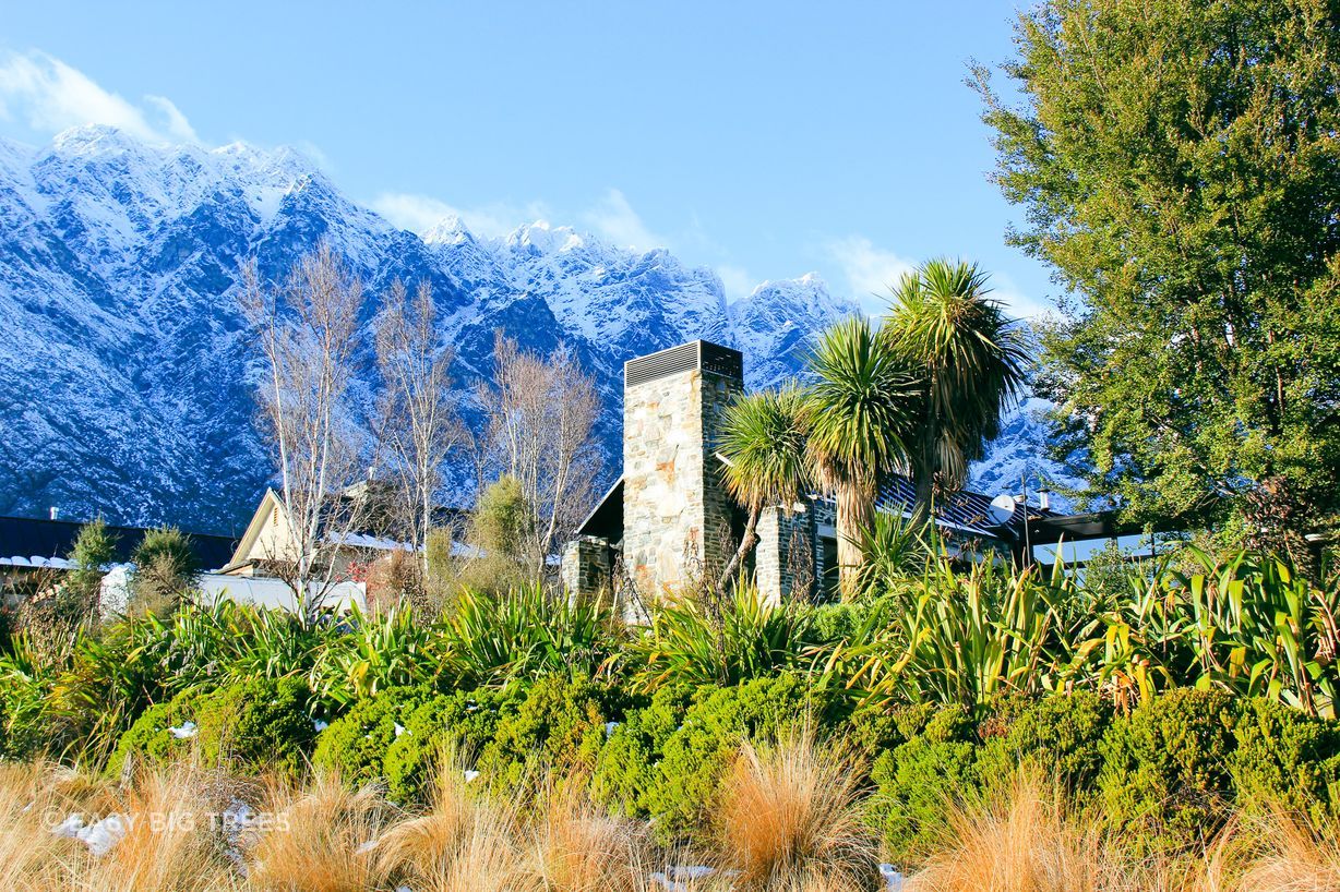 Cordyline australis in Jacks Point, Queenstown