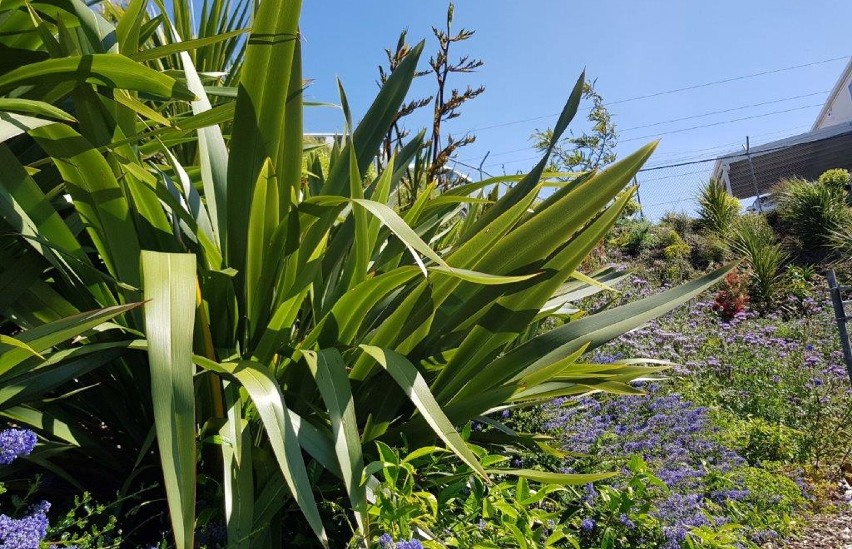 From urban wasteland to a floral treasure