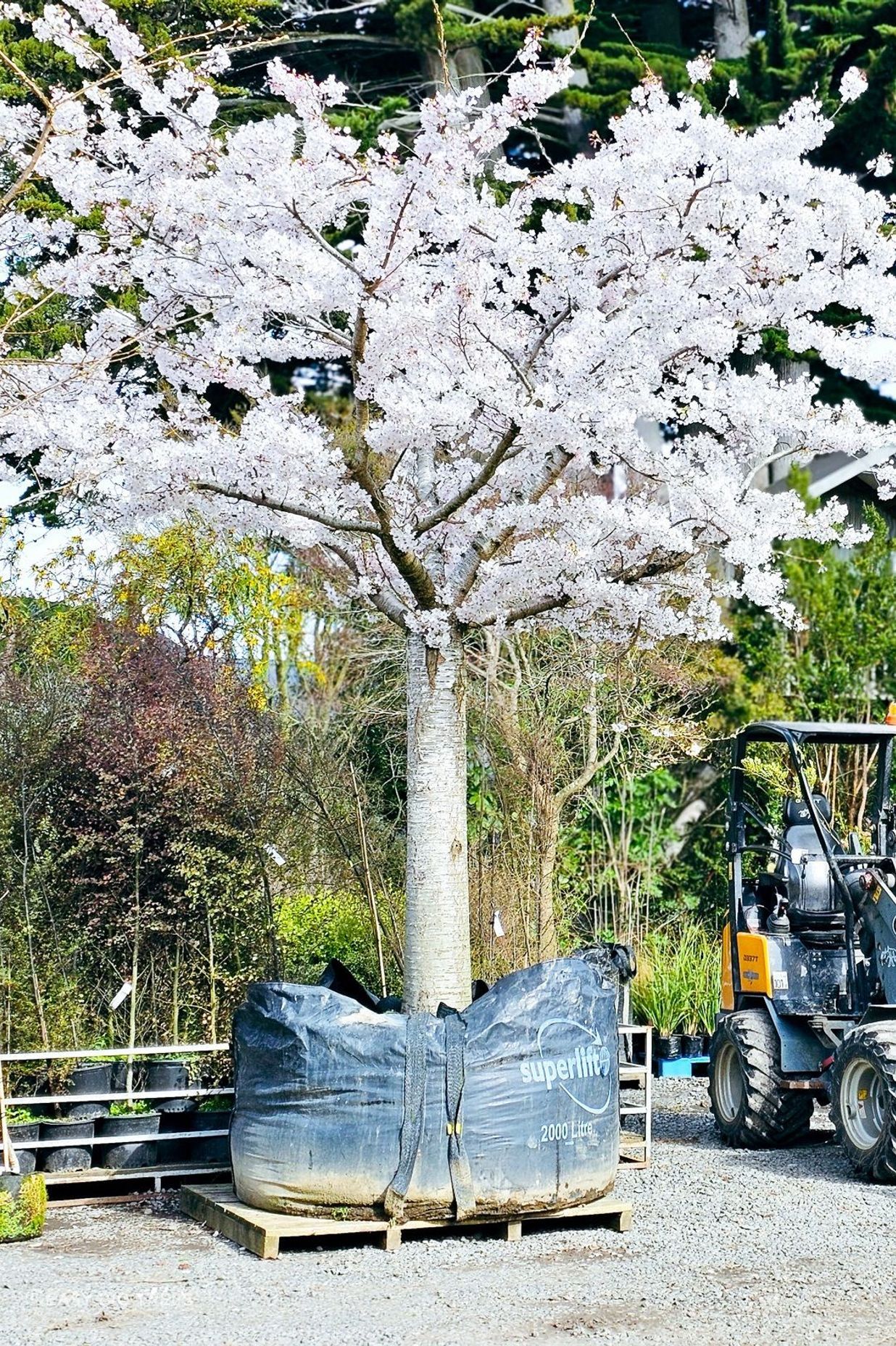 Yoshino Blossoming Cherry tree from Harrisons Heritage Collection.