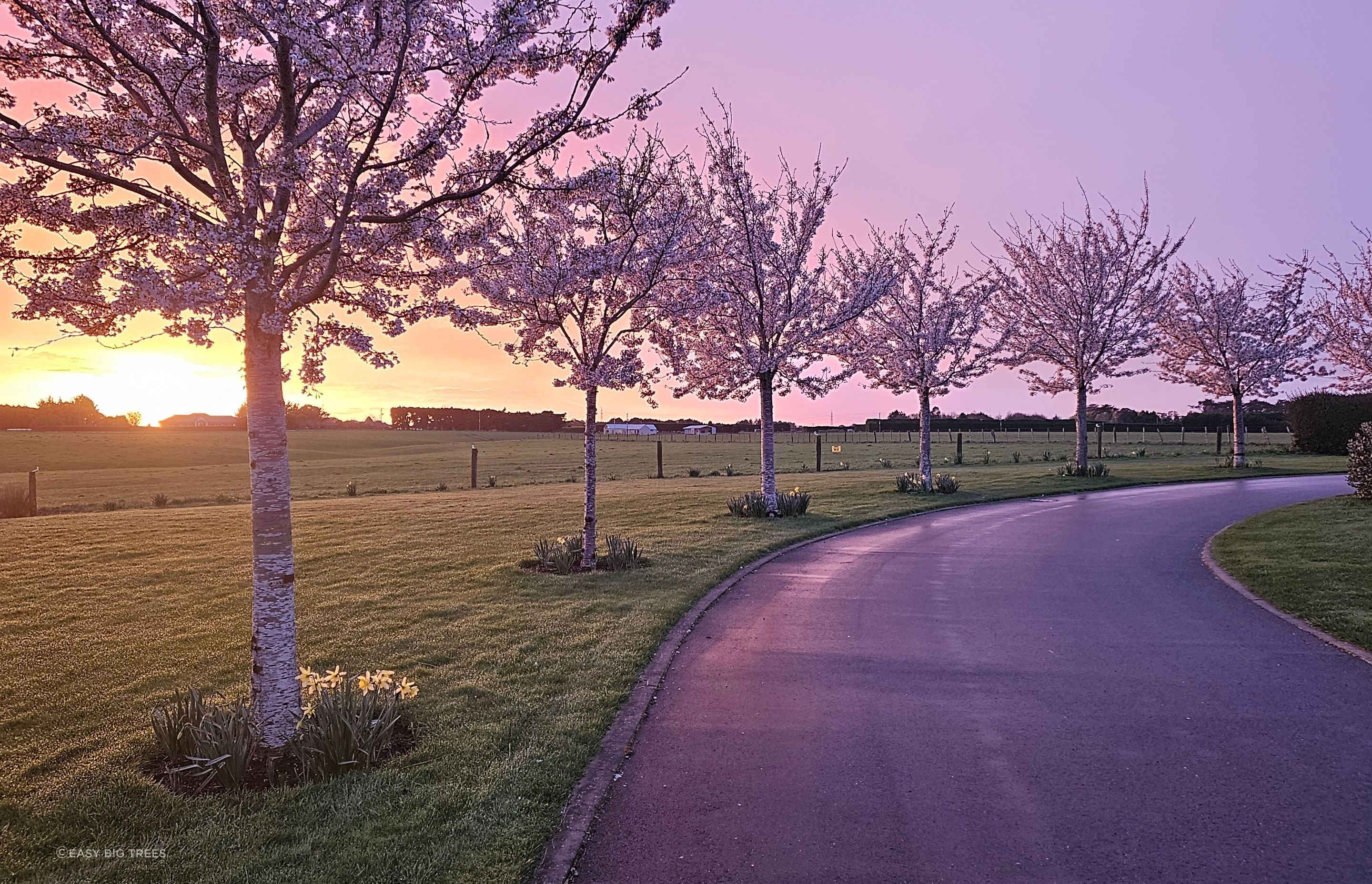 Yoshino Blossoming Cherries in Invercargill, supplied by Easy Big Trees.