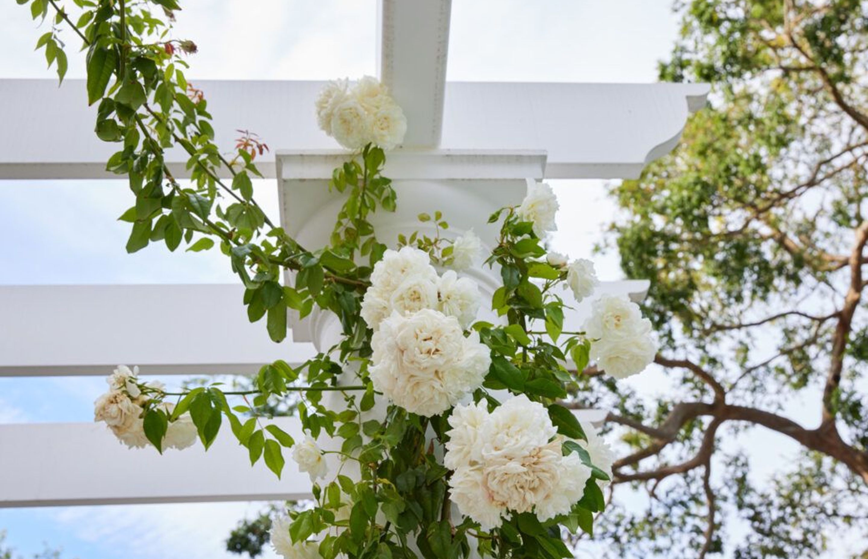 Woollahra House: A Case Study