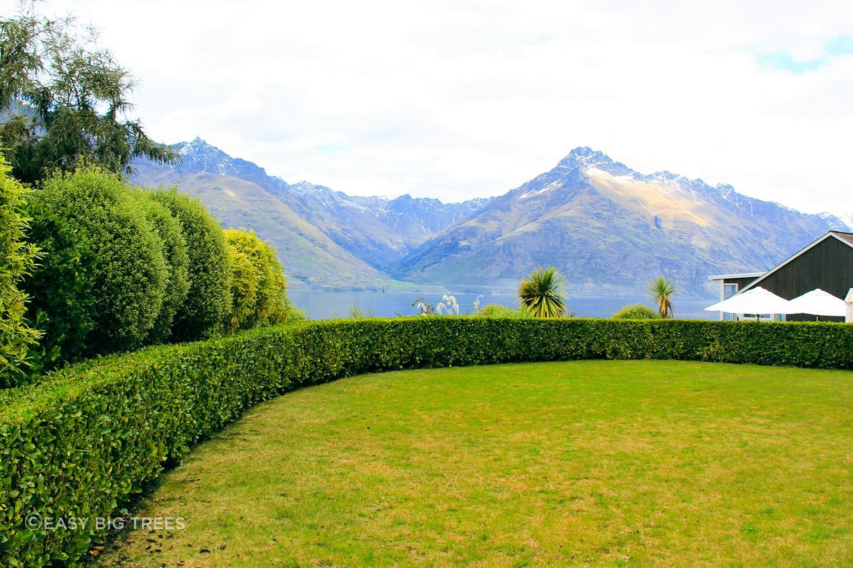 Griselinia hedge in Matakauri Lodge, Queenstown - Glenorchy Road