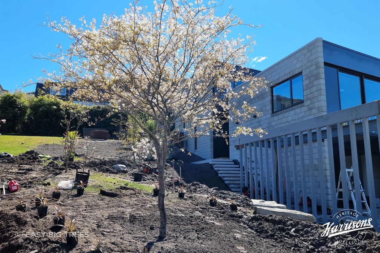 Install image of AMELANCHIER canadensis - NZ Whitebait, heritage tree supplied to The Ivy Box Art Gallery in Queenstown.