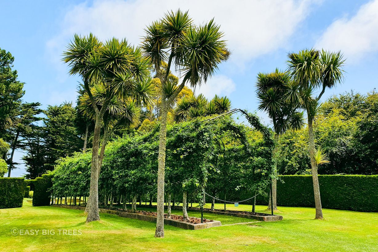 Cordyline australis in Larnach Castle, Dunedin