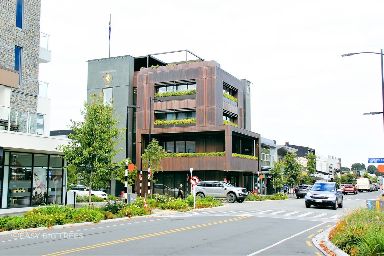 Trees and shrubs in Ashburton CBD, supplied by Easy Big Trees.