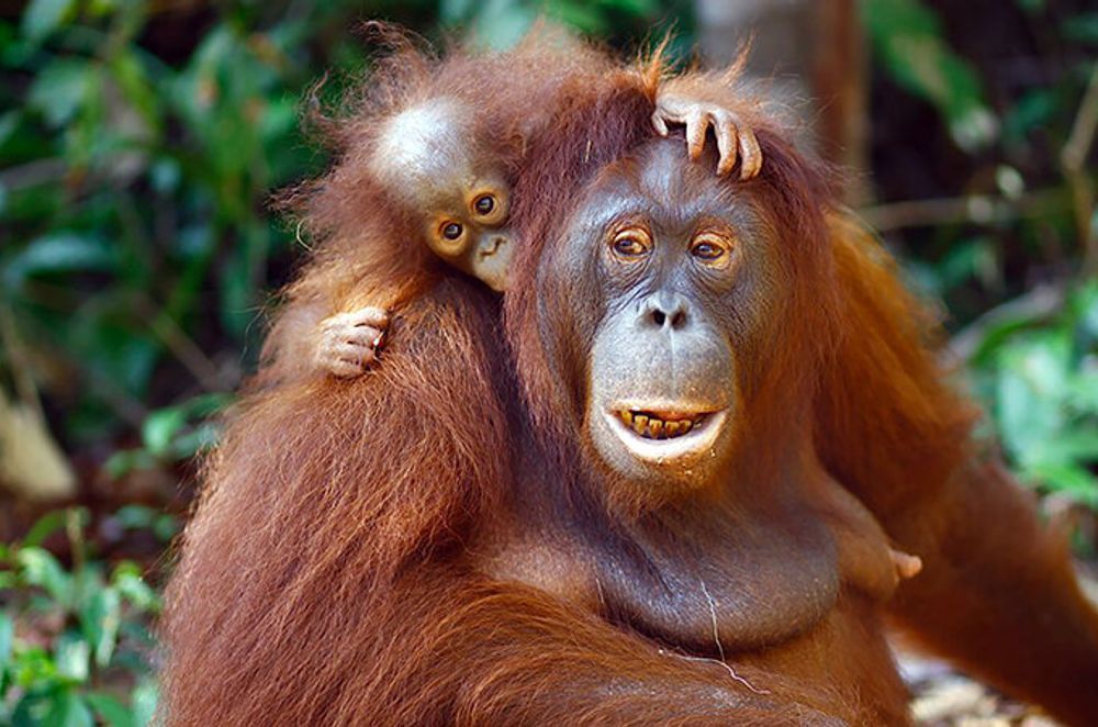 Rimba Raya Peatlands Conservation in Indonesia