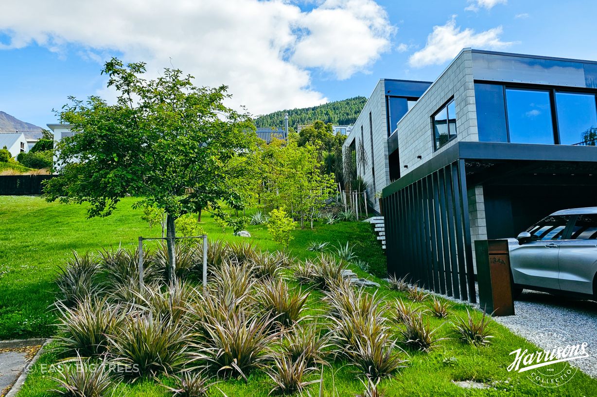 Post install image of AMELANCHIER canadensis - NZ Whitebait, heritage tree supplied to The Ivy Box Art Gallery in Queenstown.