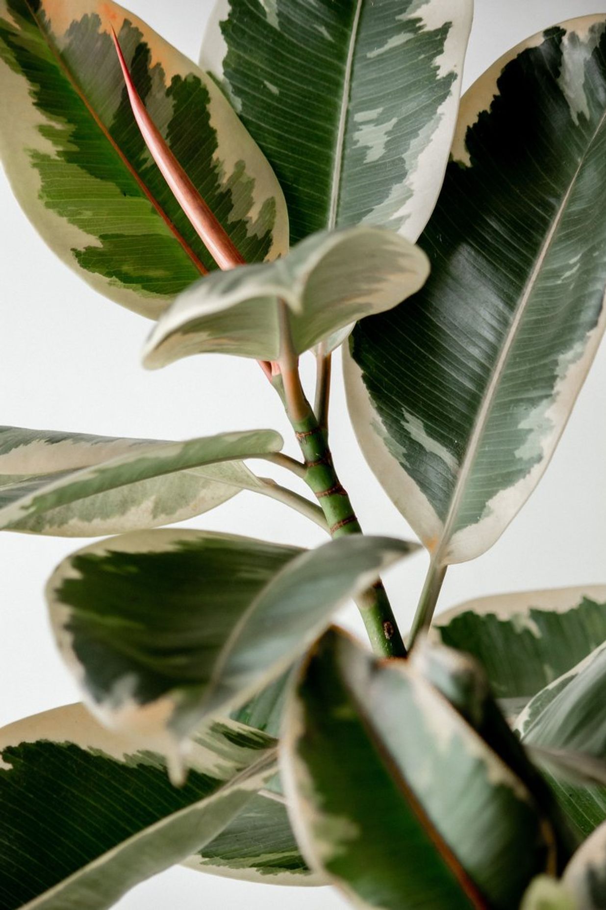 Ficus elastic