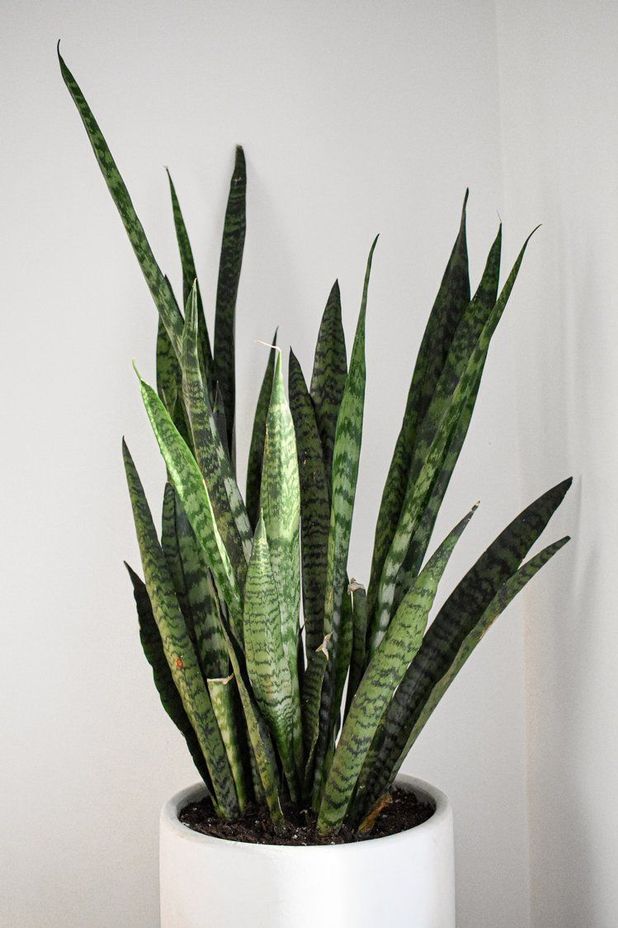 Sansevieria trifasciata