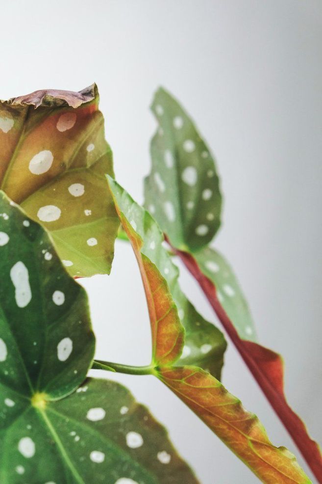 Begonia maculata