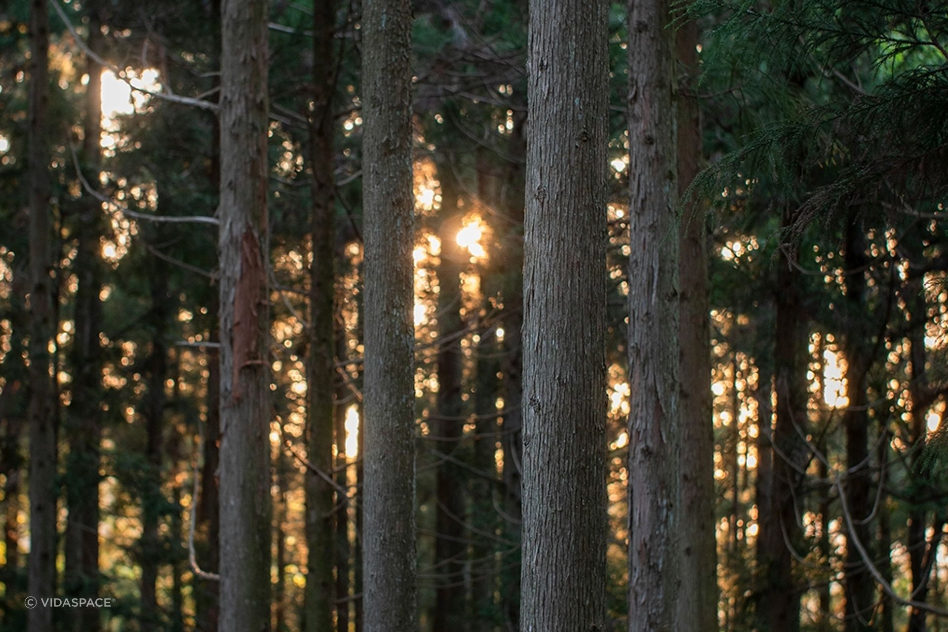 66fc70f0b4893fa3d4c155a966614368902109aef002550eCedar20Trees.png