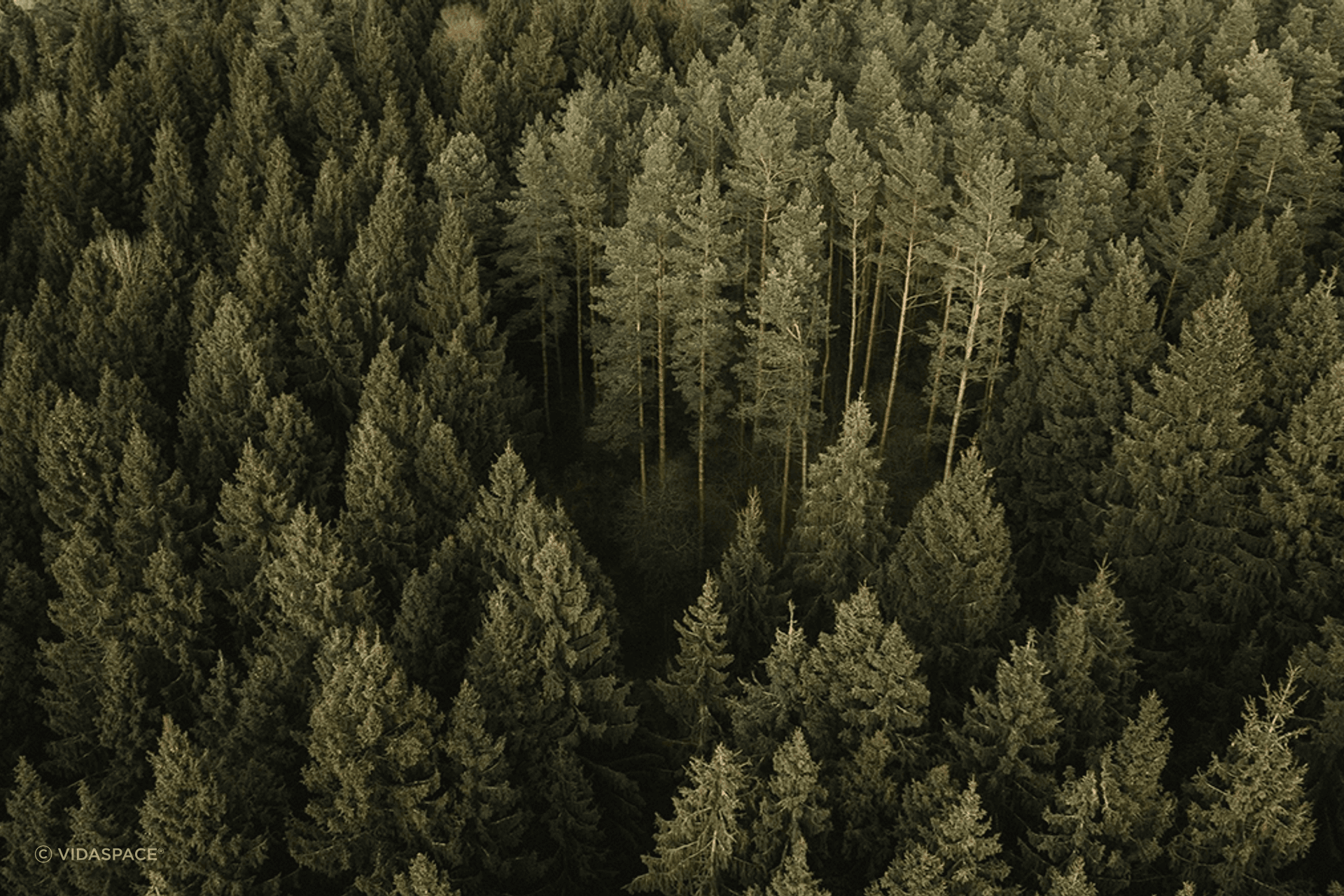66fc70f0b4893fa3d4c155af666141f983e5e95bfa7b3cffPine20Trees.png