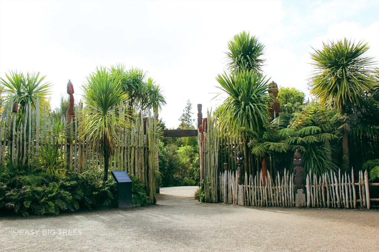 Cordyline australis in Hamilton Gardens