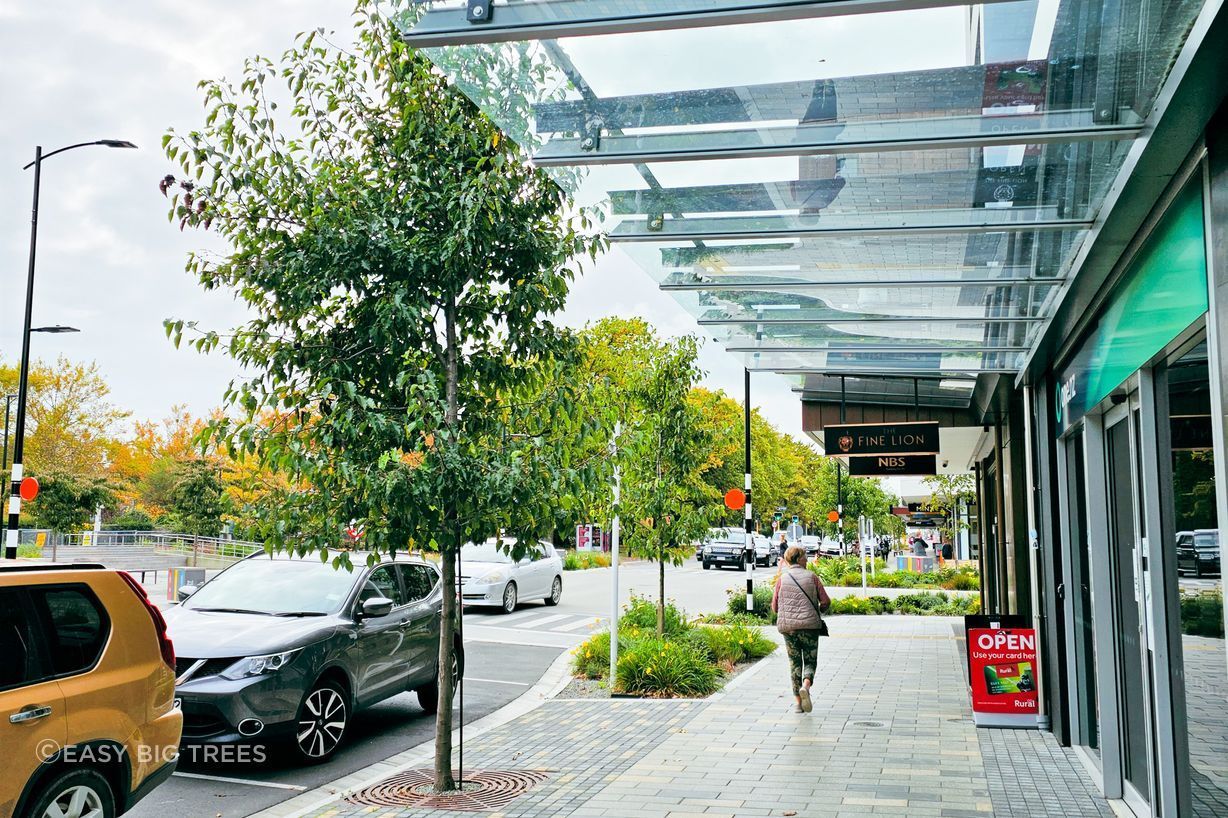 PYRUS calleryana Aristocrat - Ornamental Pear in Ashburton CBD, supplied by Easy Big Trees.