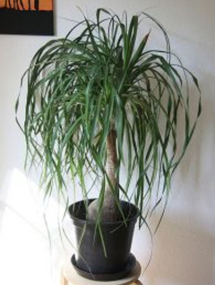 Pet Friendly Plants For Your Home