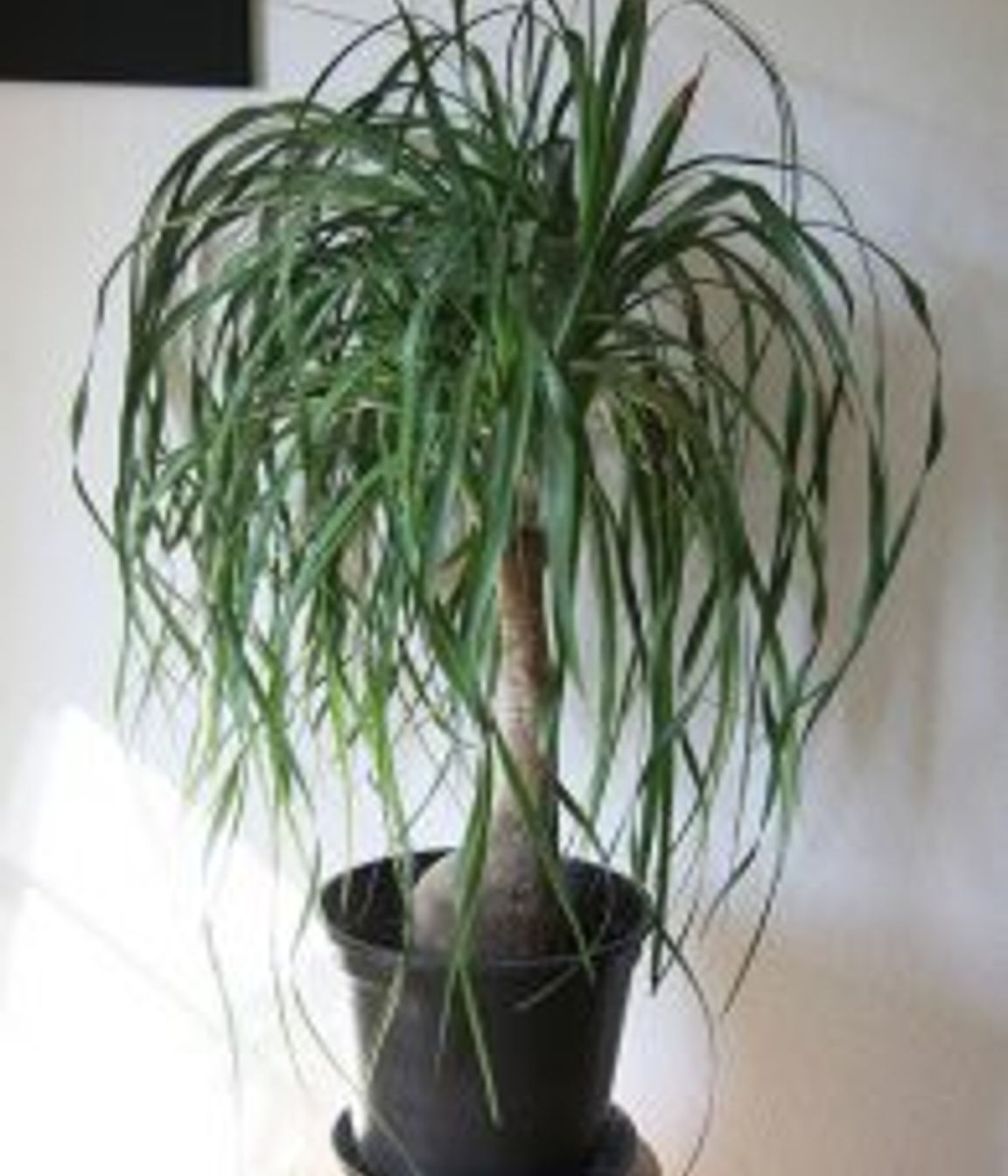 Pet Friendly Plants For Your Home