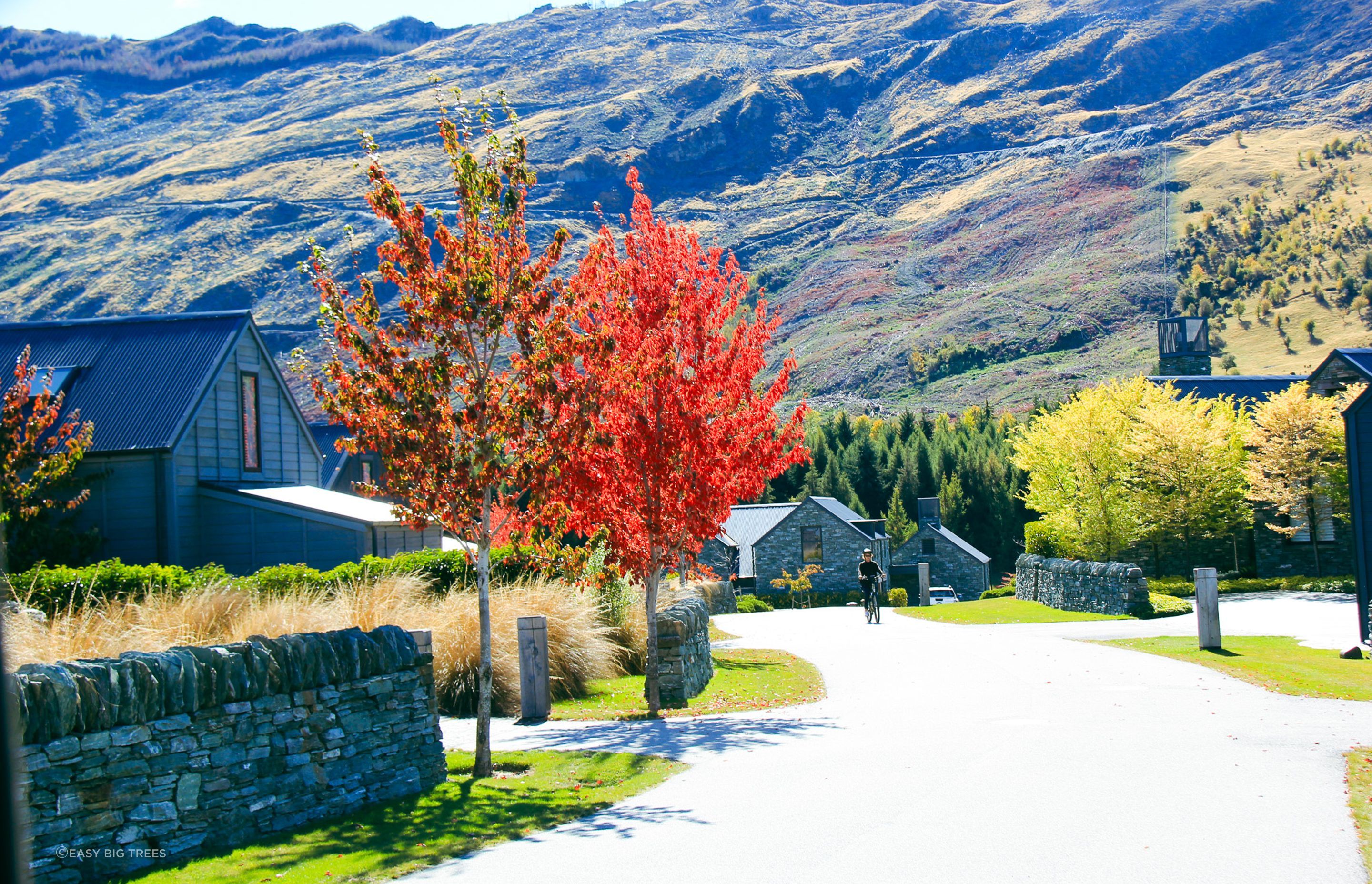ACER rubrum - Millbrook, Arrowtown.