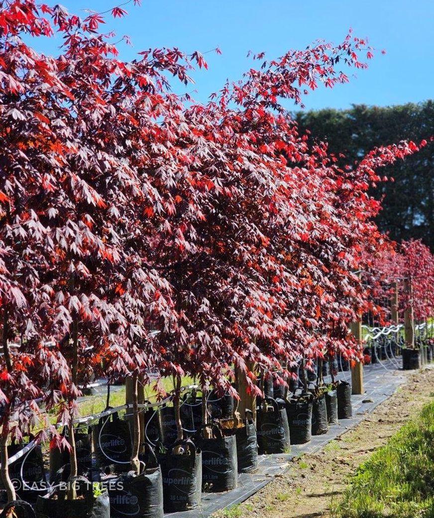 Acer-Bloodgood-35lt.jpg