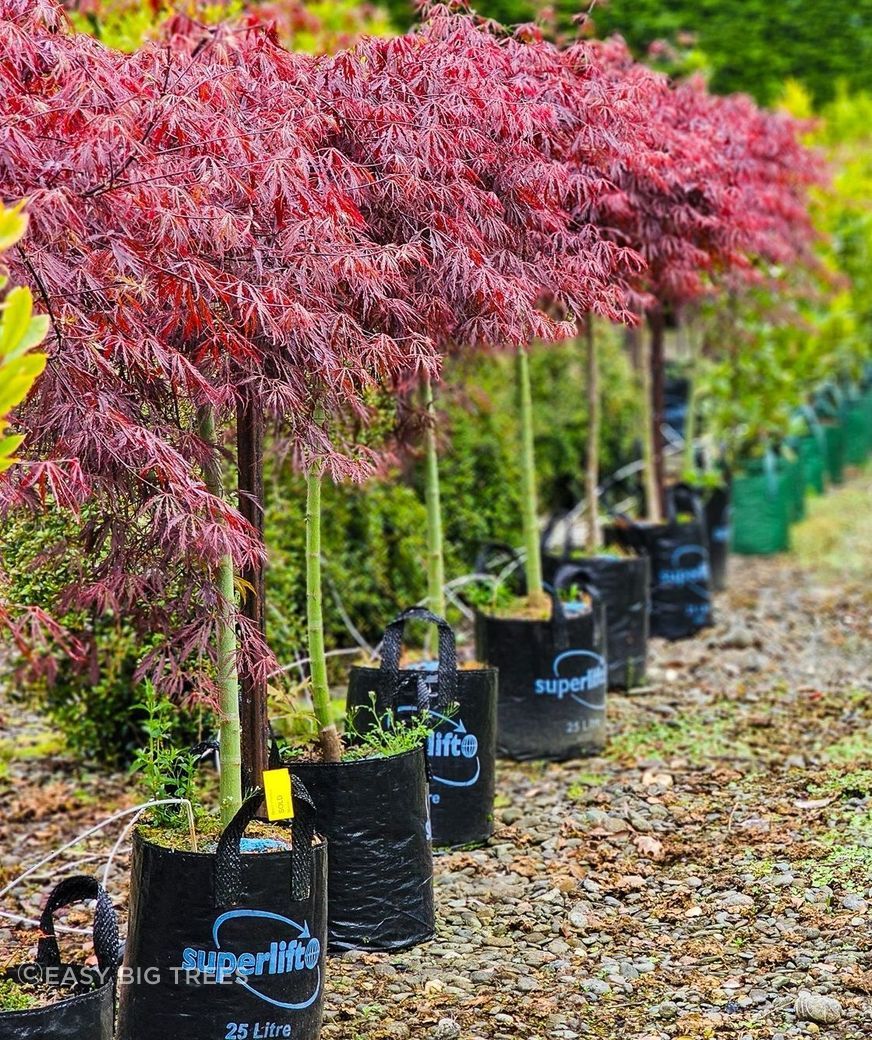 Acer-Tamukeyama-25-35lt-Oct-2024-1-BB.jpg