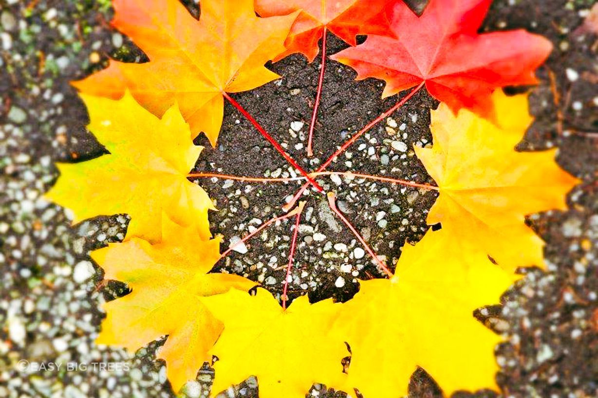 Acer-platanoides-March-2023-1-2.jpg