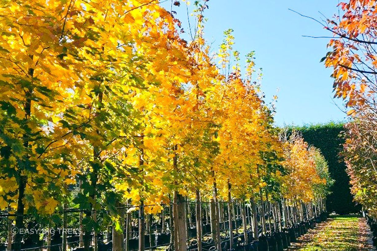 Acer-platanoides-160lt-2.jpg