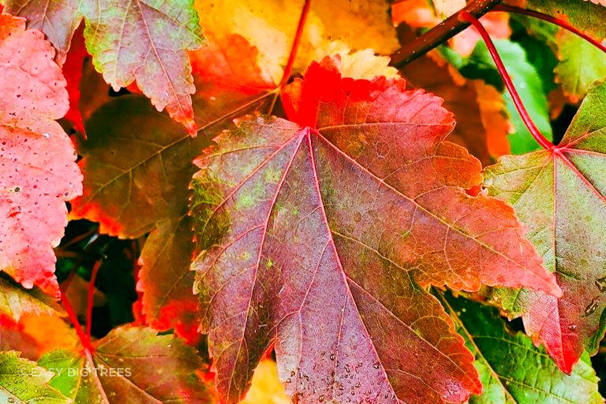 Acer-rubrum-16lt-rootpocuh-March-2021-8-2-2.jpg
