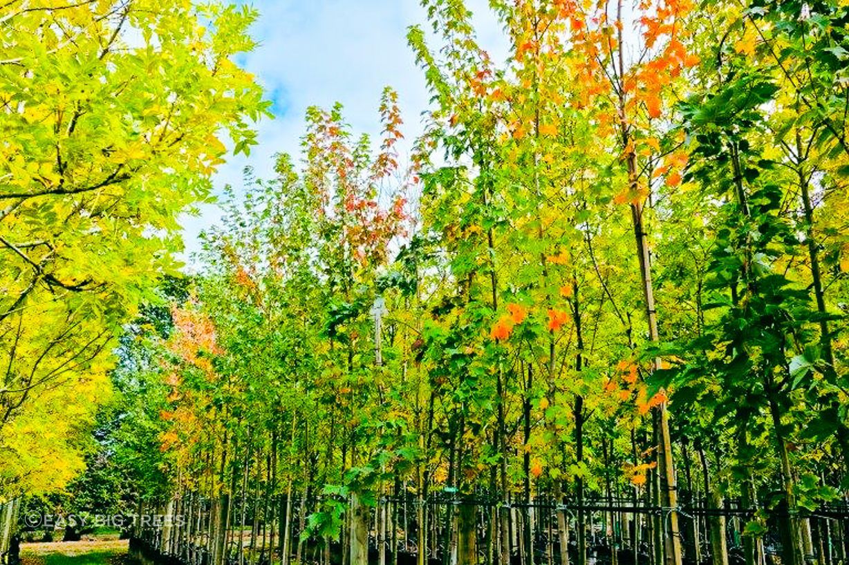 Acer-rubrum-60lt-April-2022-2.jpg