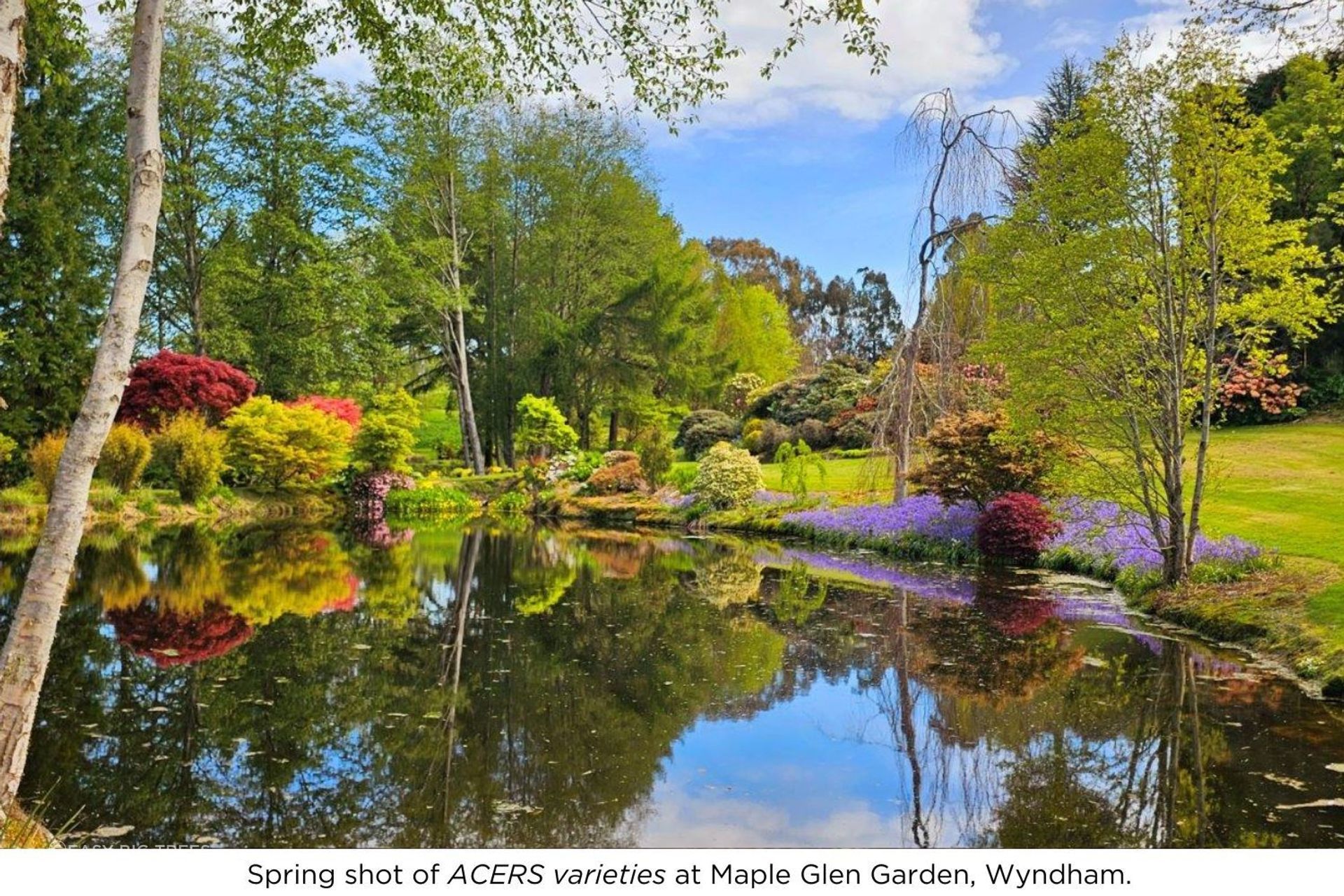 Acers-Maple-Glen.jpg
