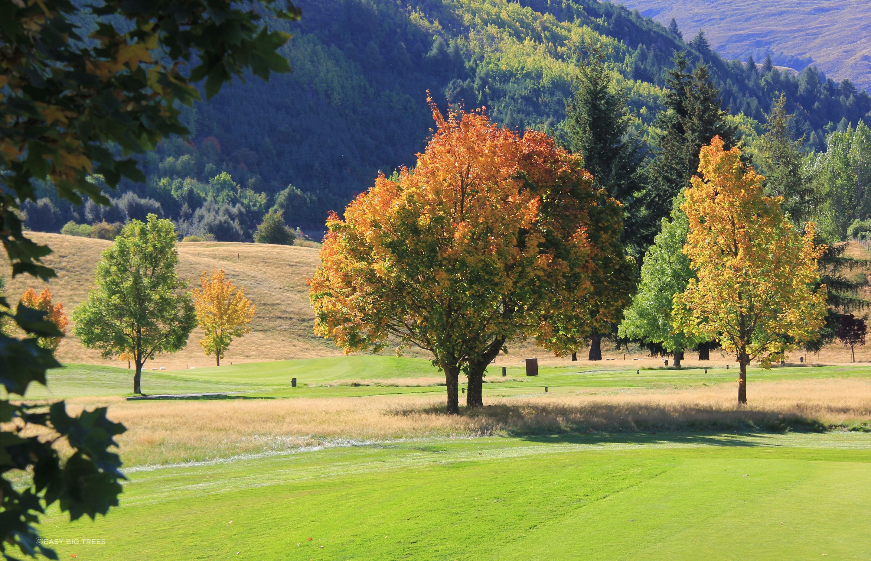 ACER platanoides &amp; rubrum - Millbrook Golf Course, Arrowtown.