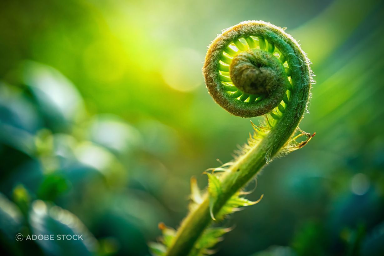 AdobeStock1293192039.jpeg