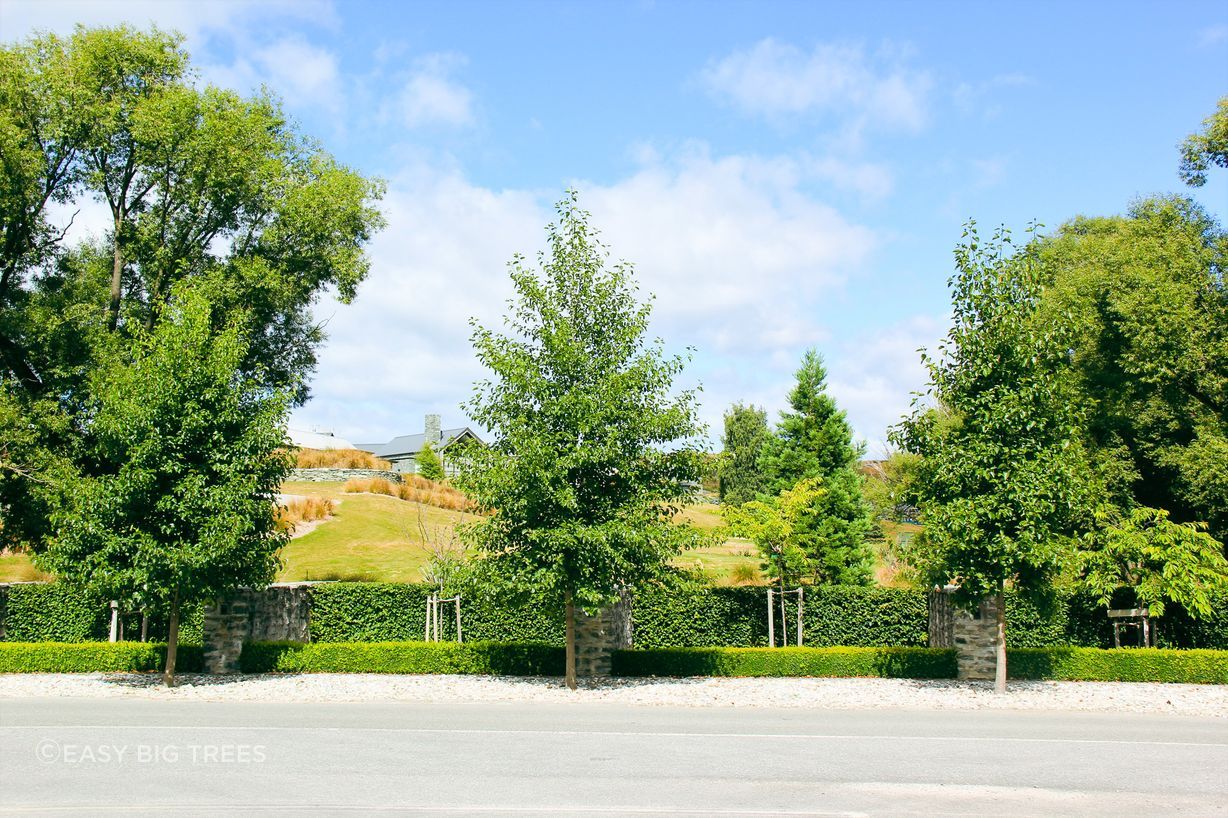 Millbrook Resort in Summer, with more Italian Alder Trees supplied by Easy Big Trees.