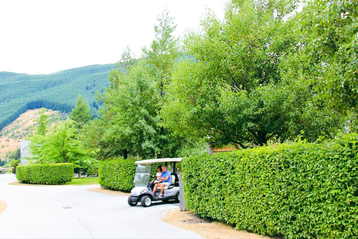 Millbrook Resort in Summer, with more Italian Alder Trees supplied by Easy Big Trees.