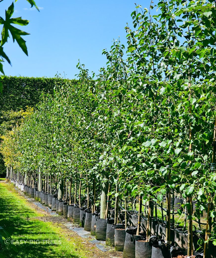 Alnus-cordata-35-45lt-RP-Feb-2024.jpg