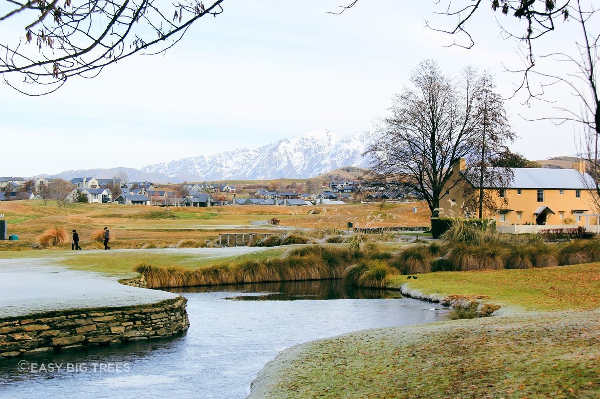 ALNUS cordata – Italian Alder Trees by the pond at Millbrook Resort, Arrowtown, supplied by Easy Big Trees.