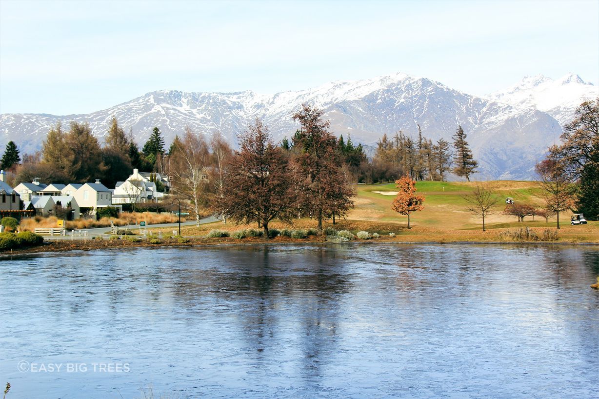 ALNUS cordata – Italian Alder Trees by the pond at Millbrook Resort, Arrowtown, supplied by Easy Big Trees.