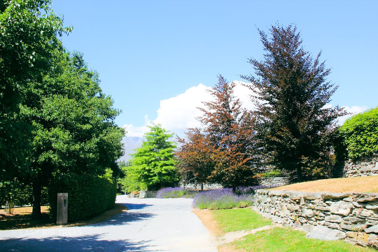 Millbrook Resort in Summer, with more Italian Alder Trees supplied by Easy Big Trees.